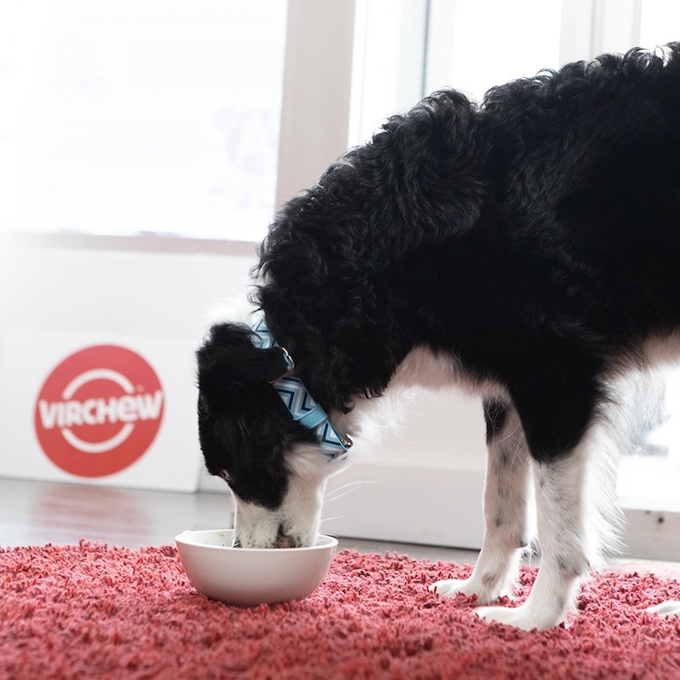 Product photography emphasizing a dog eating food from a bowl